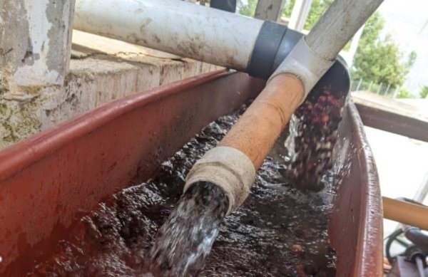 画像4: グアテマラ ロスマ農園　200g (4)