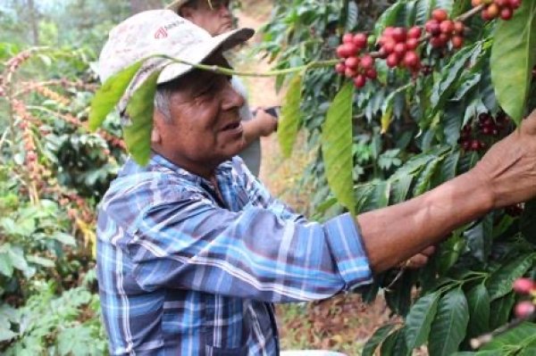 画像2: グアテマラ ロスマ農園　200g (2)