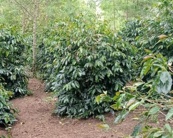 画像2: インドネシア　マンデリン　400g (2)