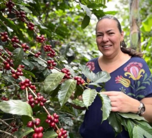 画像2: コスタリカ 　エルサル・デ・サルセロ農園 50g (2)