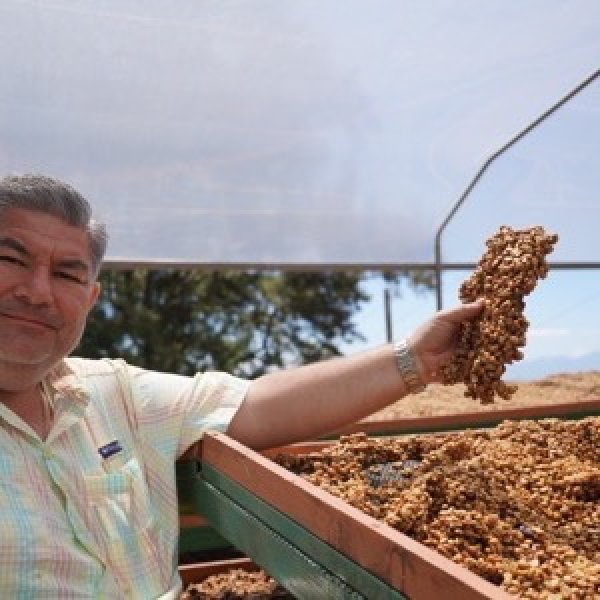 画像2: コスタリカ ブルマス(カツーラ&カツアイRH) 200g- (2)