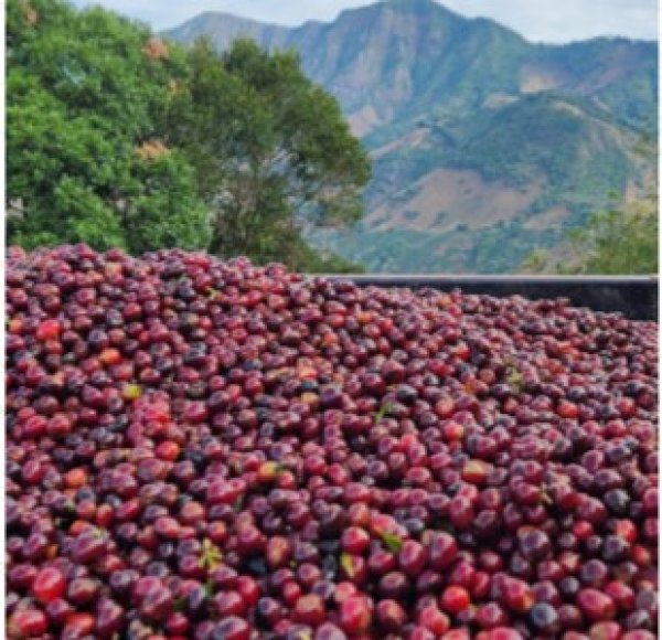 画像3: コスタリカ　ドン・マーヨ（YH)　200ｇ　 (3)