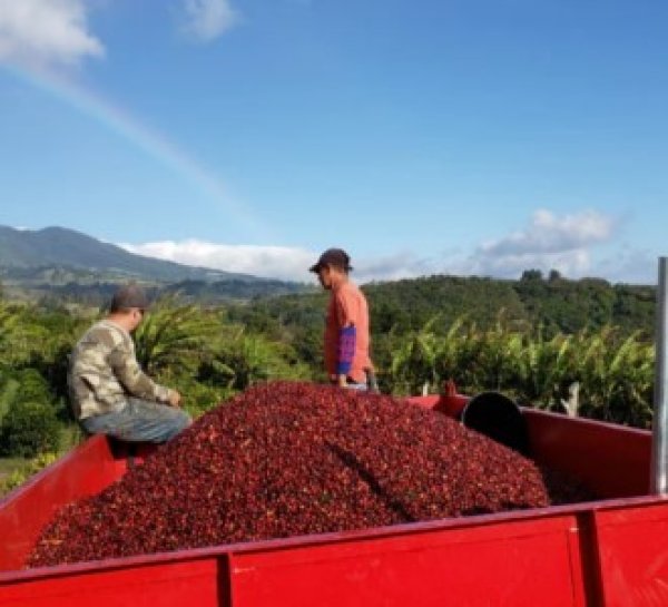 画像3: コスタリカ 　エルサル・デ・サルセロ農園 50g (3)