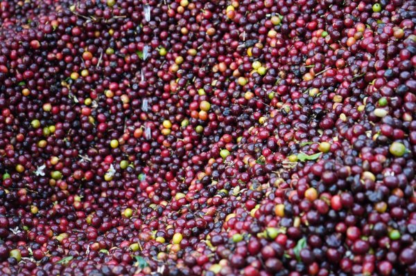 画像3: グアテマラ アクセルパラシオス 200g (3)