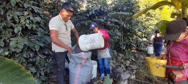 画像2: '24ペルーCOE20位 ラ・エンカンターダ農園(ゲイシャ) 100g (2)